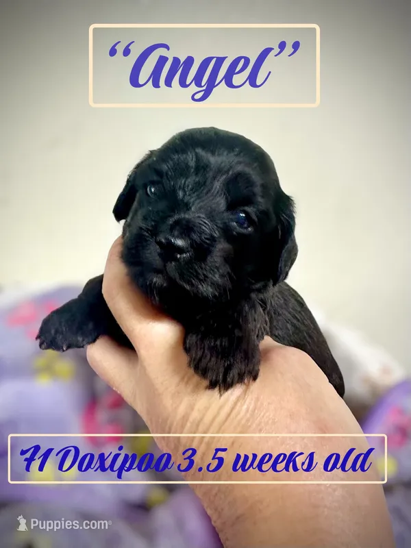 Angel – Doxiepoo, Miniature Dachshund puppy for sale in Coal City, IN