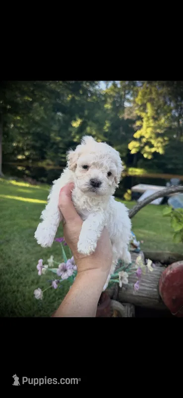 Salem – Maltipoo puppy for sale in Coal City, IN