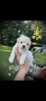 Salem, a male Maltipoo for sale in Coal City, IN – 1 of 5