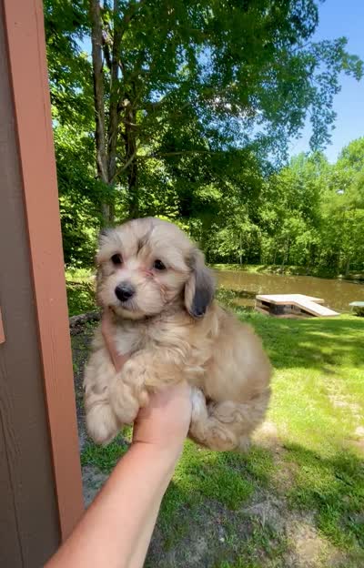 Molly, a female Doxiepoo and Miniature Dachshund for sale in Coal City, IN – 8 of 9