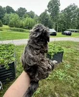 Shadow , a male Doxiepoo and Miniature Dachshund for sale in Coal City, IN – 2 of 4