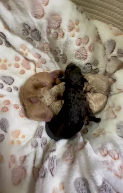 Bean, a male Maltipoo for sale in Coal City, IN – 5 of 5