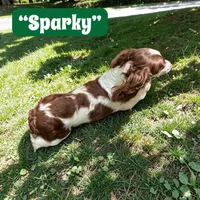 Sparky, a male Dachshund for sale in Coal City, IN – 3 of 4