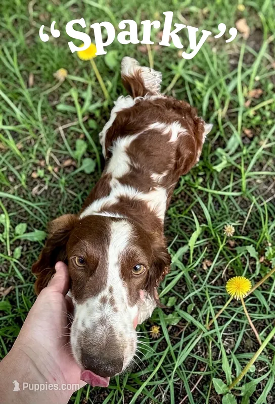 Sparky – Dachshund puppy for sale in Coal City, IN