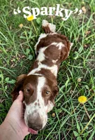 Sparky, a male Dachshund for sale in Coal City, IN – 1 of 4
