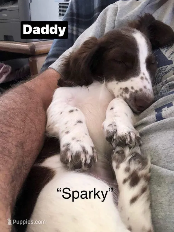 Sparky – Dachshund puppy for sale in Coal City, IN