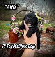 Alfie, a male Maltipoo and Poodle - Toy  for sale in Coal City, IN – Photo 2 of 7