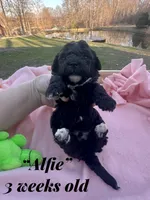 Alfie, a male Maltipoo and Poodle - Toy  for sale in Coal City, IN – Photo 1 of 5