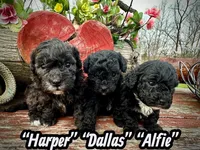 Alfie, a male Maltipoo and Poodle - Toy  for sale in Coal City, IN – Photo 4 of 7