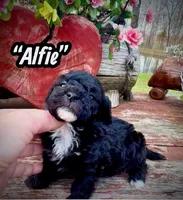 Alfie, a male Maltipoo and Poodle - Toy  for sale in Coal City, IN – Photo 3 of 7
