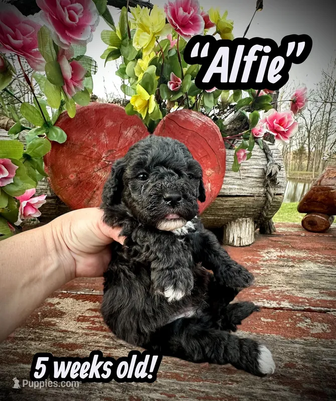Alfie – Maltipoo, Poodle - Toy  puppy for sale in Coal City, IN