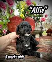 Alfie, a male Maltipoo and Poodle - Toy  for sale in Coal City, IN – Photo 1 of 7