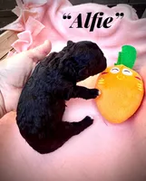 Alfie, a male Maltipoo for sale in Coal City, IN – Photo 2 of 4