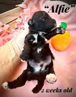 Alfie, a male Maltipoo for sale in Coal City, IN – Photo 1 of 4