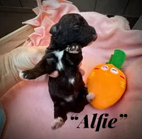 Alfie, a male Maltipoo for sale in Coal City, IN – Photo 3 of 4