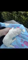 Inky, a male Maltipoo for sale in Coal City, IN – 2 of 5