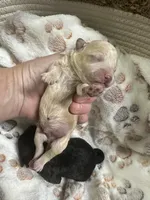 Cashew, a male Maltipoo for sale in Coal City, IN – 3 of 5