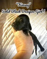 Kinsey, a female Doxiepoo and Miniature Dachshund for sale in Coal City, IN – 3 of 5