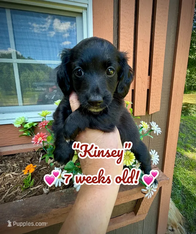 Kinsey – Doxiepoo, Miniature Dachshund puppy for sale in Coal City, IN