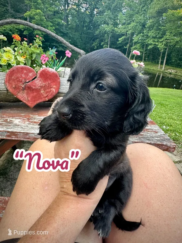 Nova – Doxiepoo, Miniature Dachshund puppy for sale in Coal City, IN