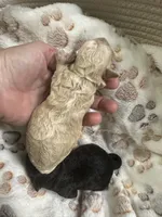 Cashew, a male Maltipoo for sale in Coal City, IN – 4 of 5