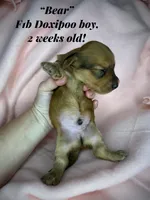 Bear, a male Doxiepoo and Miniature Dachshund for sale in Coal City, IN – 2 of 5