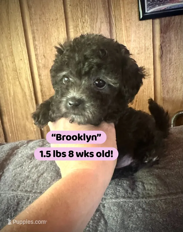 Brooklyn – Maltipoo puppy for sale in Coal City, IN