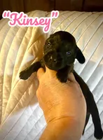 Kinsey, a female Doxiepoo and Miniature Dachshund for sale in Coal City, IN – 2 of 5