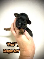 Pixie, a female Doxiepoo and Miniature Dachshund for sale in Coal City, IN – 4 of 5