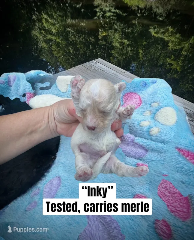 Inky – Maltipoo puppy for sale in Coal City, IN