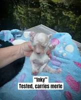 Inky, a male Maltipoo for sale in Coal City, IN – 1 of 5