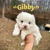 Gibby, a male Maltese for sale in Coal City, IN – Photo 7 of 9