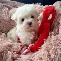 Gibby, a male Maltese for sale in Coal City, IN – Photo 2 of 9