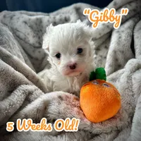 Gibby, a male Maltese for sale in Coal City, IN – Photo 5 of 9