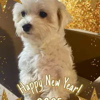 Gibby, a male Maltese for sale in Coal City, IN – Photo 9 of 9