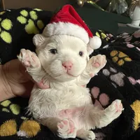 Gibby, a male Maltese for sale in Coal City, IN – Photo 4 of 9