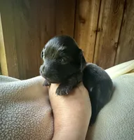 Kinsey, a female Doxiepoo and Miniature Dachshund for sale in Coal City, IN – 1 of 5