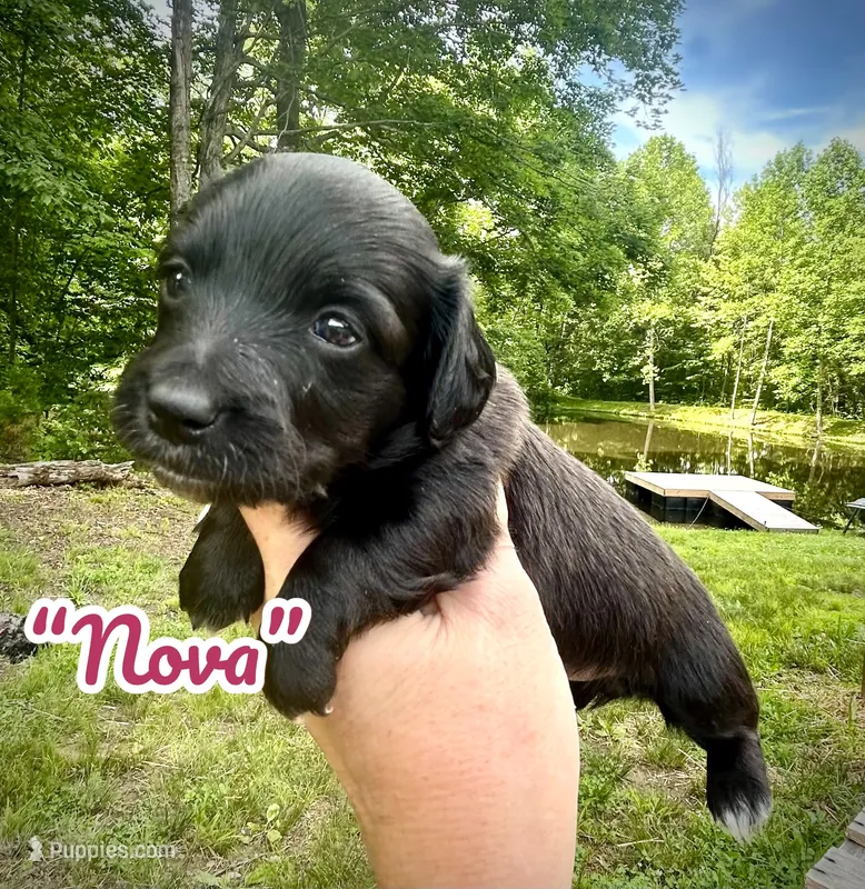Nova – Doxiepoo, Miniature Dachshund puppy for sale in Coal City, IN