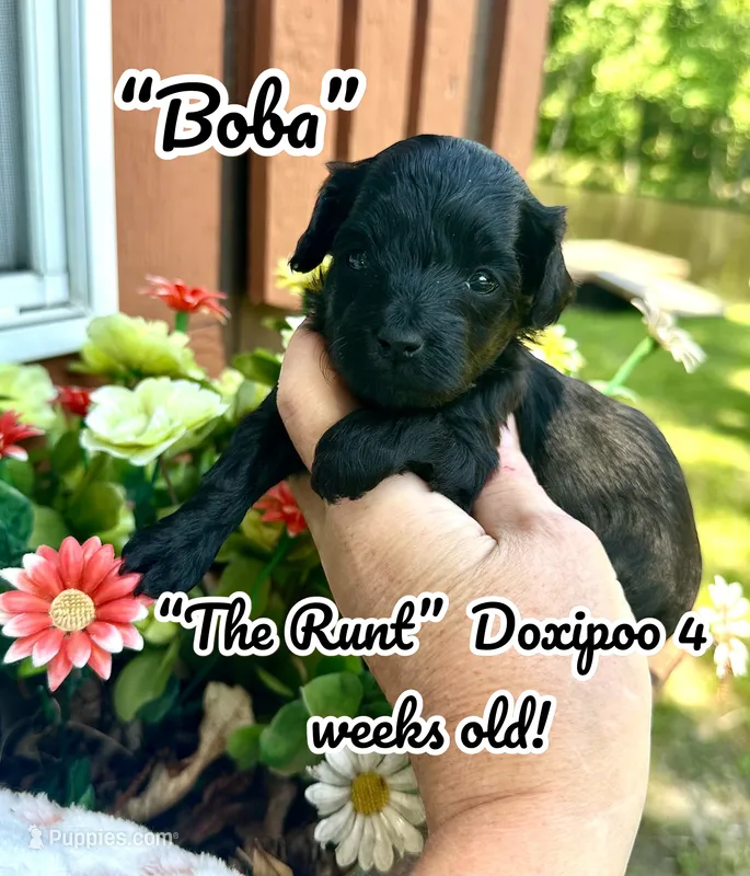 Boba – Doxiepoo, Miniature Dachshund puppy for sale in Coal City, IN