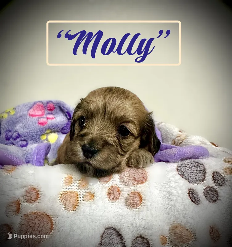 Molly – Doxiepoo, Miniature Dachshund puppy for sale in Coal City, IN