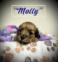 Molly, a female Doxiepoo and Miniature Dachshund for sale in Coal City, IN – 5 of 9