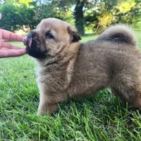 Ruby Smooth Coated AKC, a female Chow Chow for sale in Potosi, MO – 3 of 5