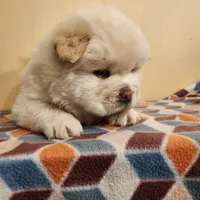 Latte, a male Chow Chow for sale in Potosi, MO – 4 of 5