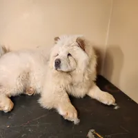 Tundra AKC Champion Lines, a male Chow Chow for sale in Potosi, MO – 4 of 5