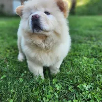 Latte, a male Chow Chow for sale in Potosi, MO – 3 of 7