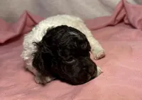 CKC Holly, a female Poodle - Toy  for sale in Potosi, MO – Photo 5 of 8