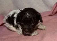 CKC Holly, a female Poodle - Toy  for sale in Potosi, MO – Photo 1 of 8