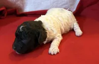 CKC Holly, a female Poodle - Toy  for sale in Old Mines, MO – Photo 3 of 6