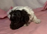 CKC Holly, a female Poodle - Toy  for sale in Potosi, MO – Photo 3 of 8