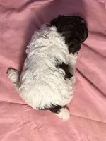 CKC Holly, a female Poodle - Toy  for sale in Potosi, MO – Photo 2 of 8